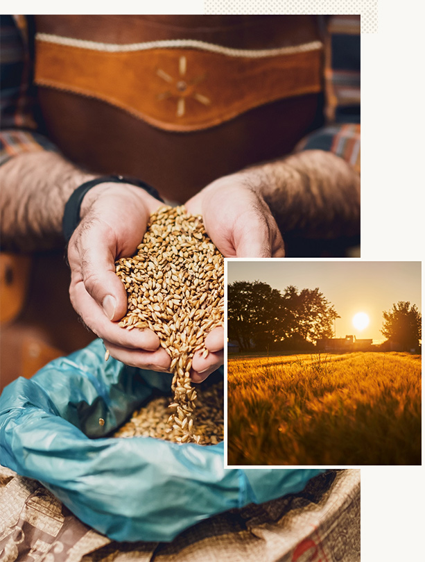 Brewer holding grains with field collage