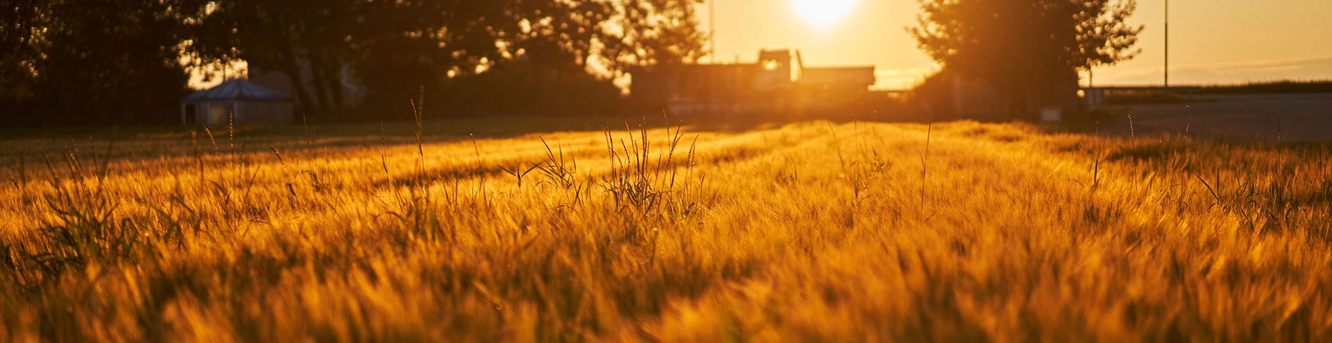 Field of grain at sunset