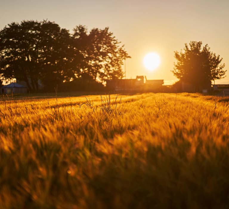Field of grain at sunset mobile