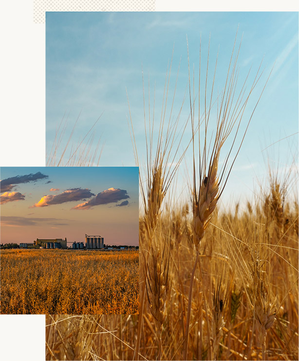 Growing grain and field