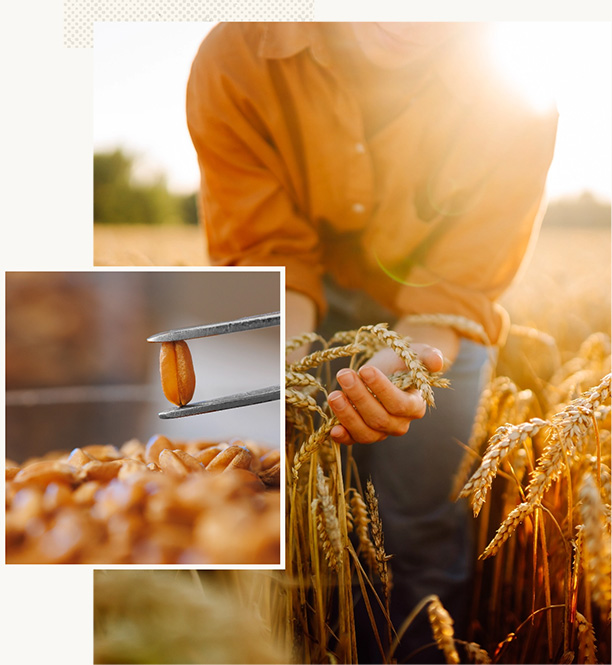 Holding wheat and inspecting granule