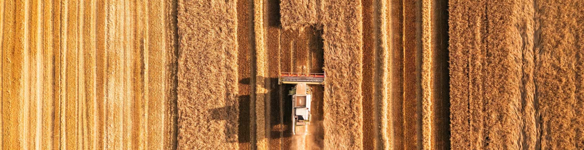 Top down combine harvesting grain